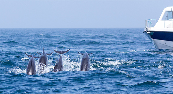 Dolphin watching in Salalah - Image 2